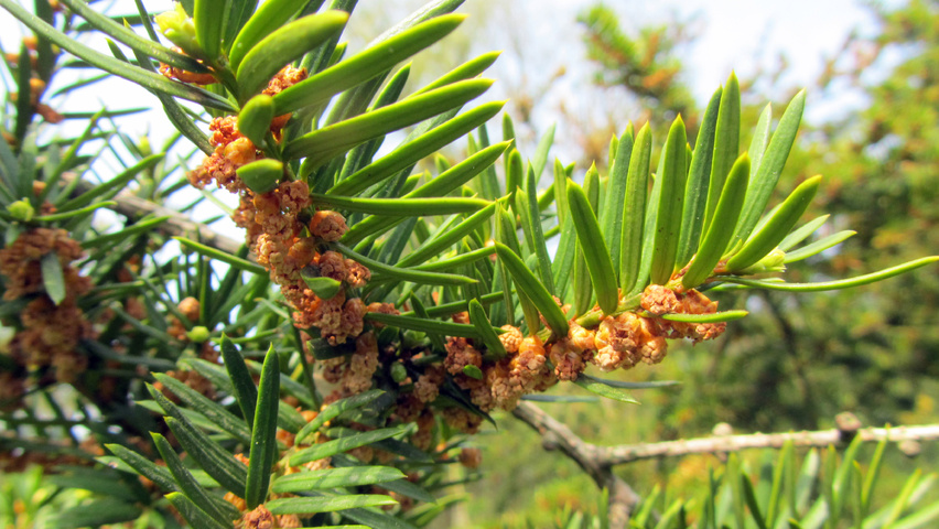 Taxus x media 'Densiformis' цветки