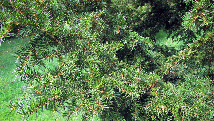 Taxus x media 'Densiformis' листья