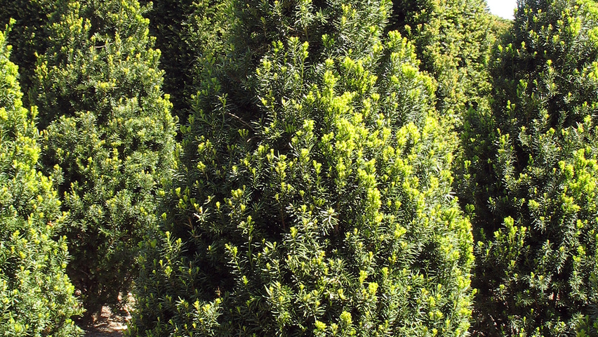 Taxus x media 'Hicksii' kegel