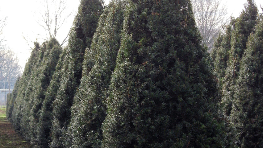 Taxus x media 'Hicksii' kegel