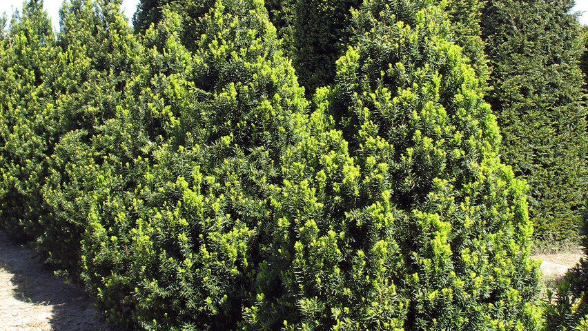Taxus x media 'Hicksii' kegel