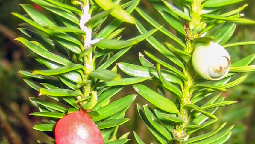 Taxus x media 'Hillii' owoce