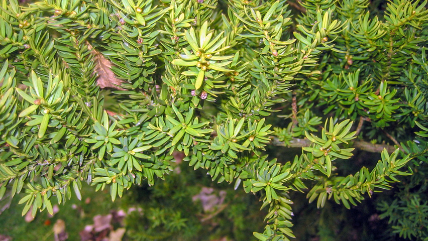 Taxus x media 'Hillii' liście