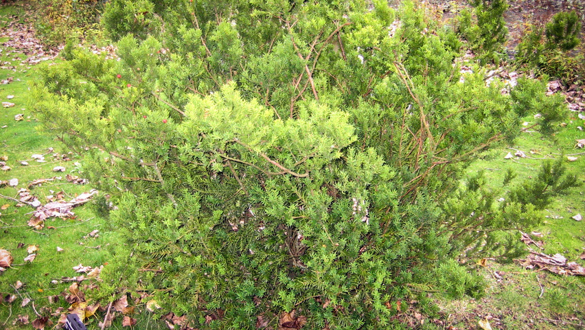Taxus x media 'Hillii' krzewy soliterowe