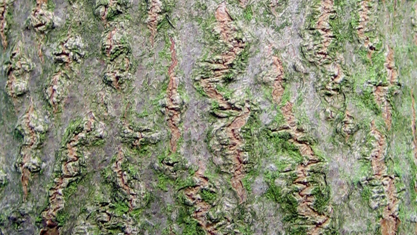 Tetradium daniellii bark