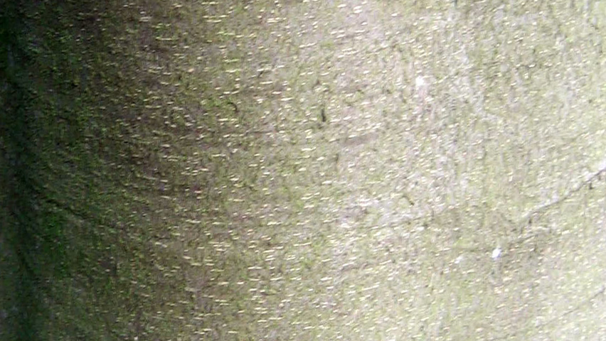 Tetradium daniellii bark