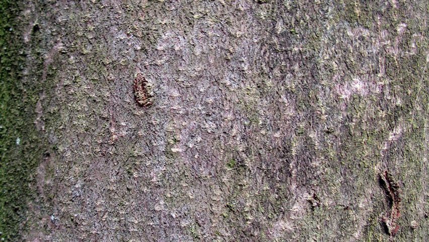Tetradium daniellii bark
