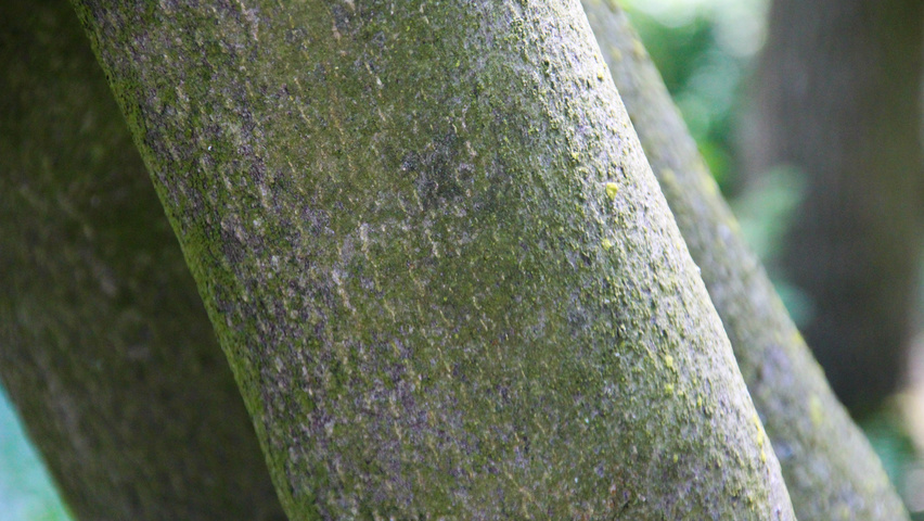 Tetradium daniellii bark