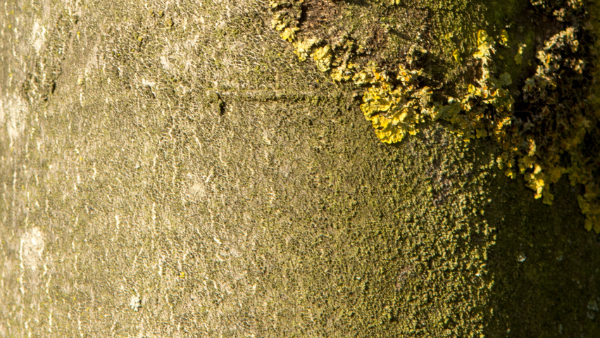 Tetradium daniellii bark