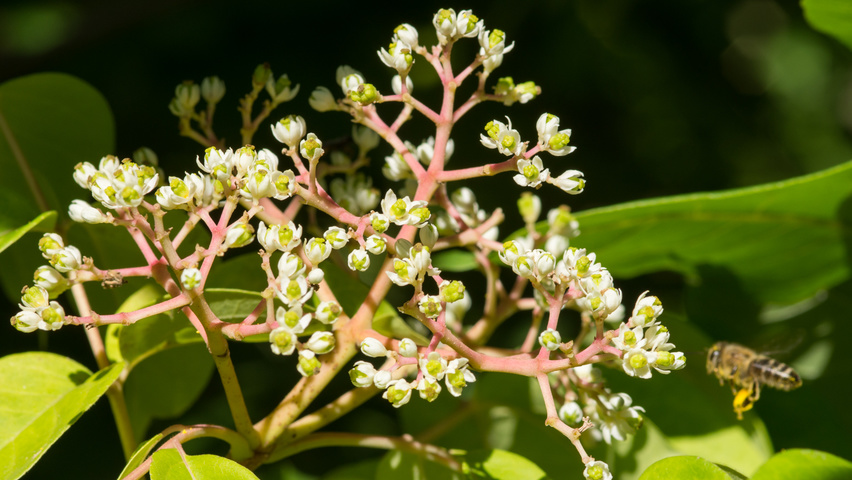 Tetradium daniellii flowers