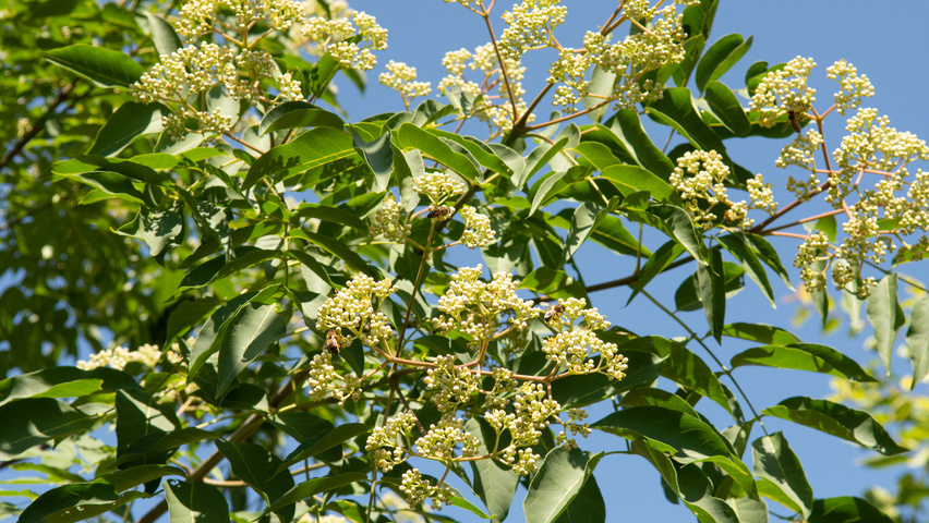 Tetradium daniellii flowers