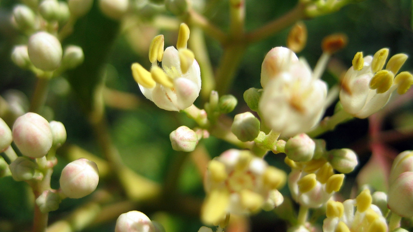 Tetradium daniellii flowers