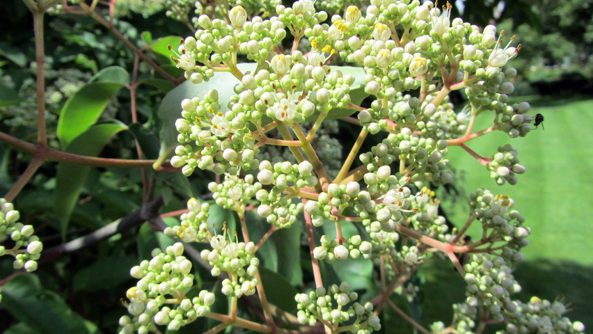 Tetradium daniellii flowers