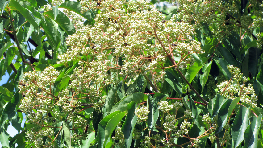 Tetradium daniellii flowers