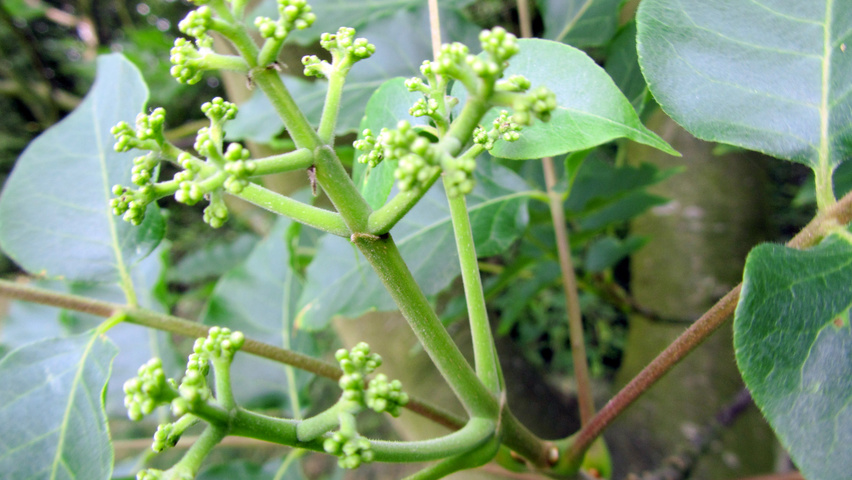 Tetradium daniellii flowers