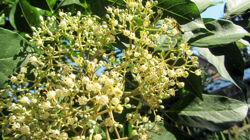 Tetradium daniellii flowers