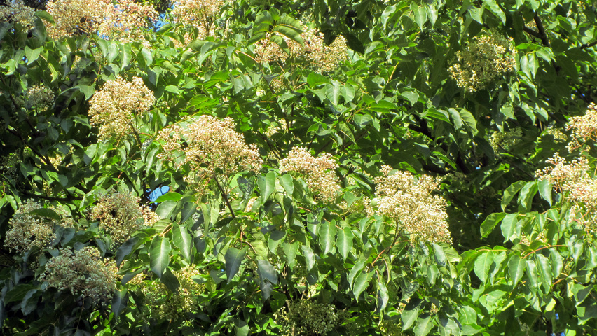 Tetradium daniellii flowers