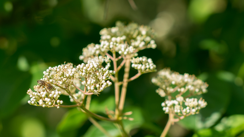Tetradium daniellii flowers