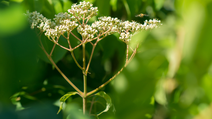 Tetradium daniellii flowers