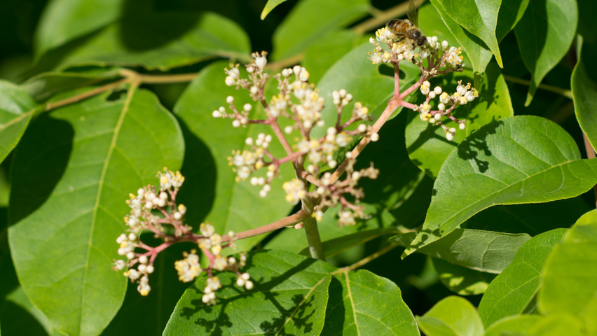 Tetradium daniellii flowers