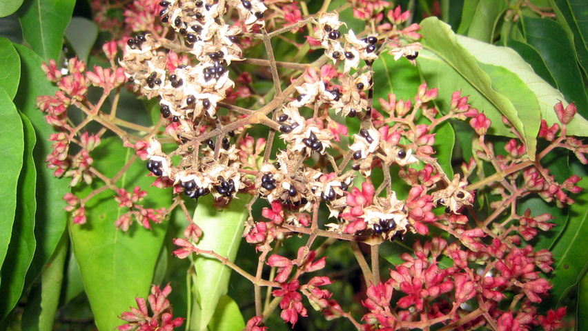 Tetradium daniellii fruits