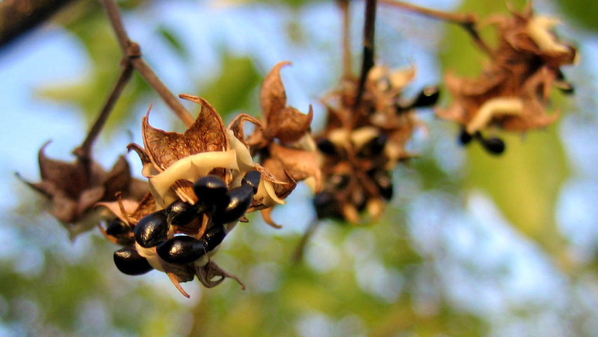 Tetradium daniellii fruits