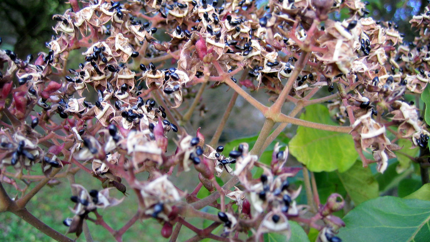 Tetradium daniellii fruits