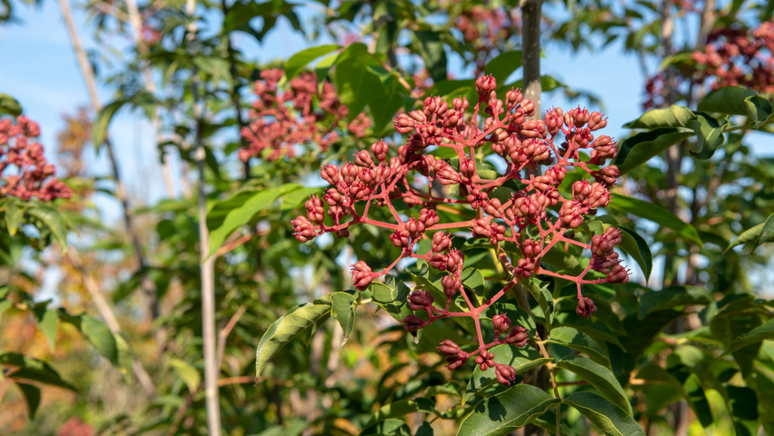 Tetradium daniellii fruits