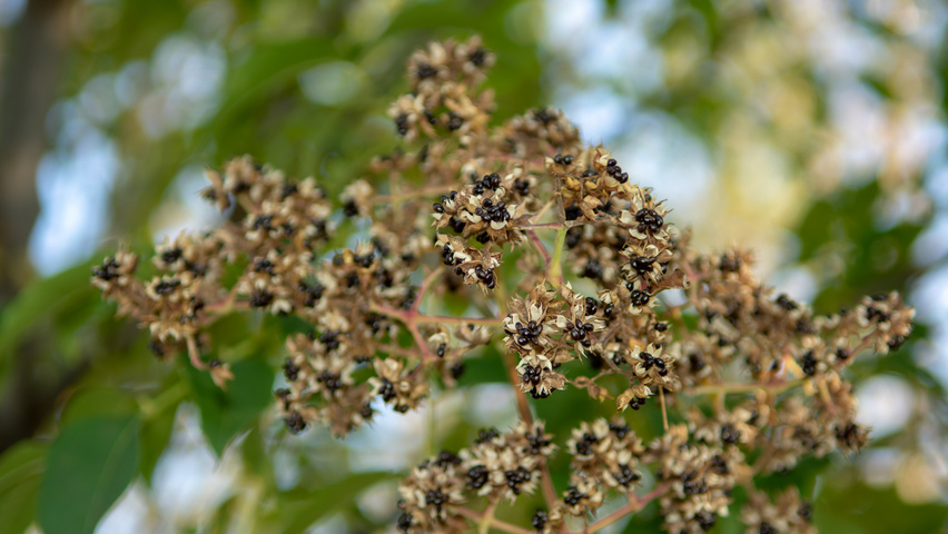 Tetradium daniellii fruits