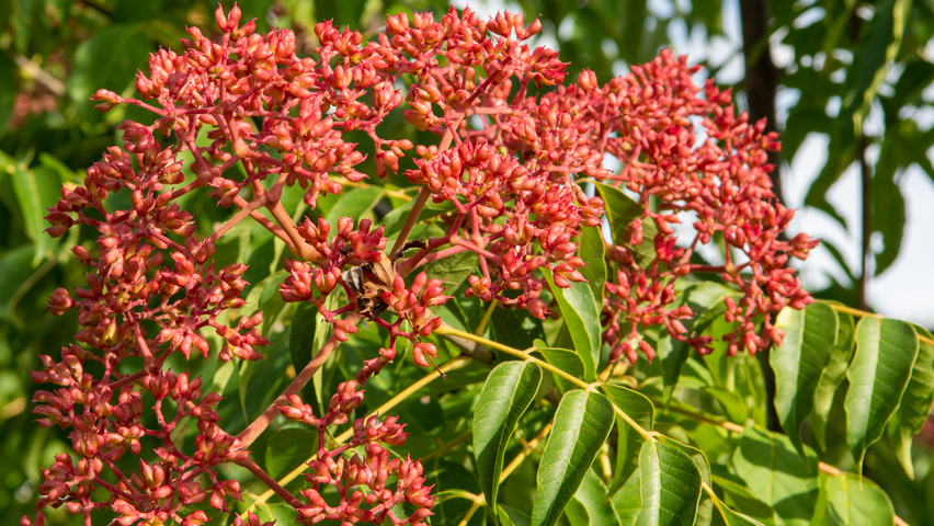 Tetradium daniellii fruits