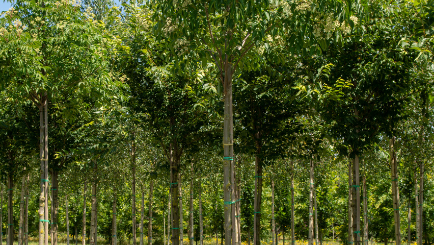 Tetradium daniellii standard tree