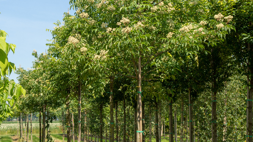 Tetradium daniellii standard tree