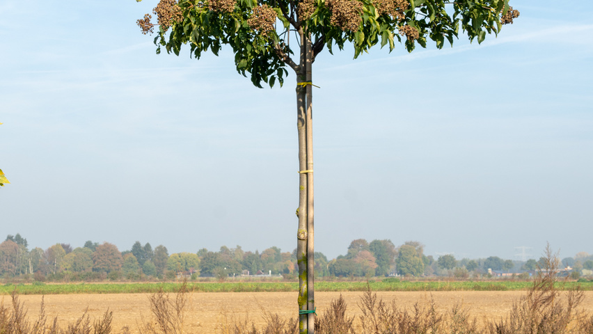 Tetradium daniellii standard tree
