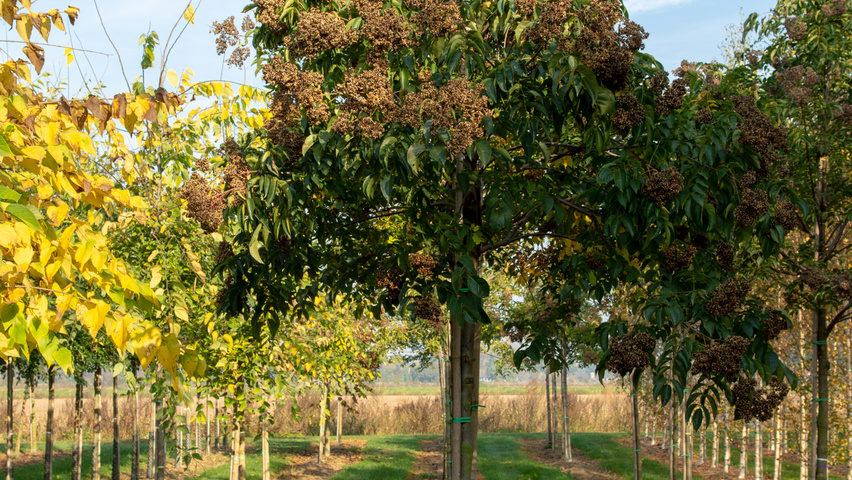 Tetradium daniellii standard tree