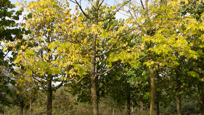 Tetradium daniellii standard tree