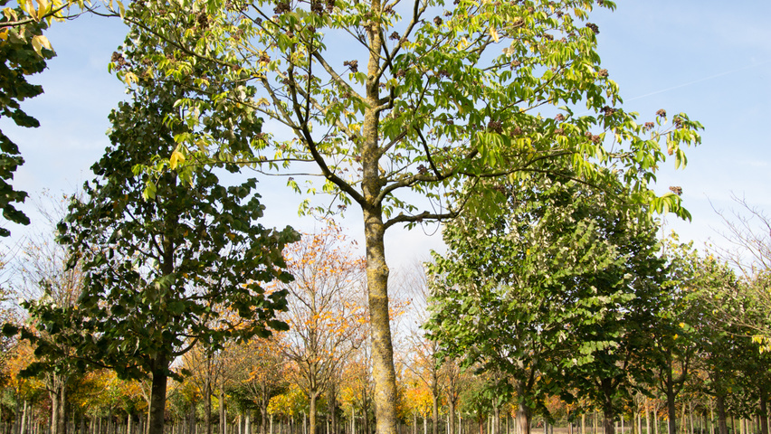 Tetradium daniellii standard tree