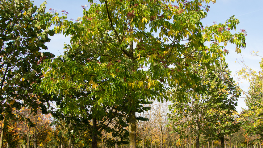 Tetradium daniellii standard tree