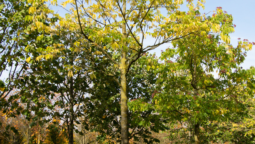 Tetradium daniellii standard tree