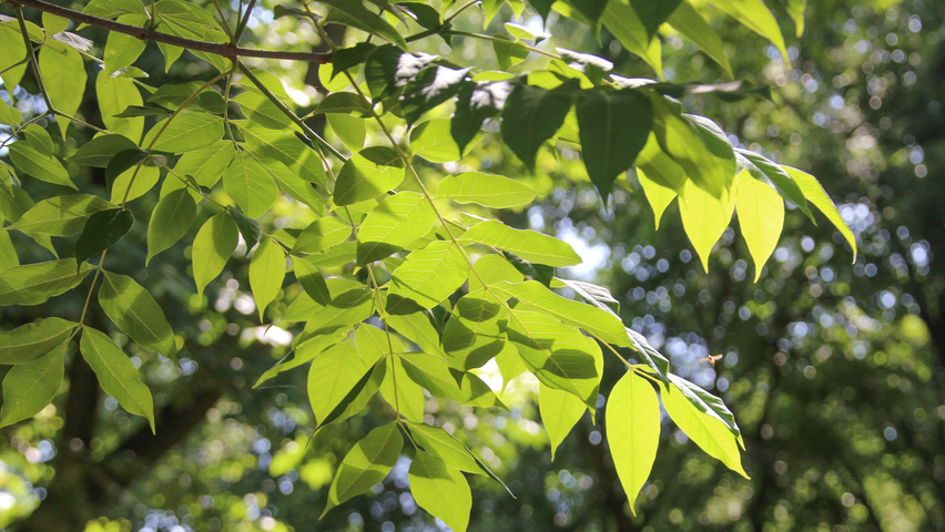 Tetradium daniellii leaves