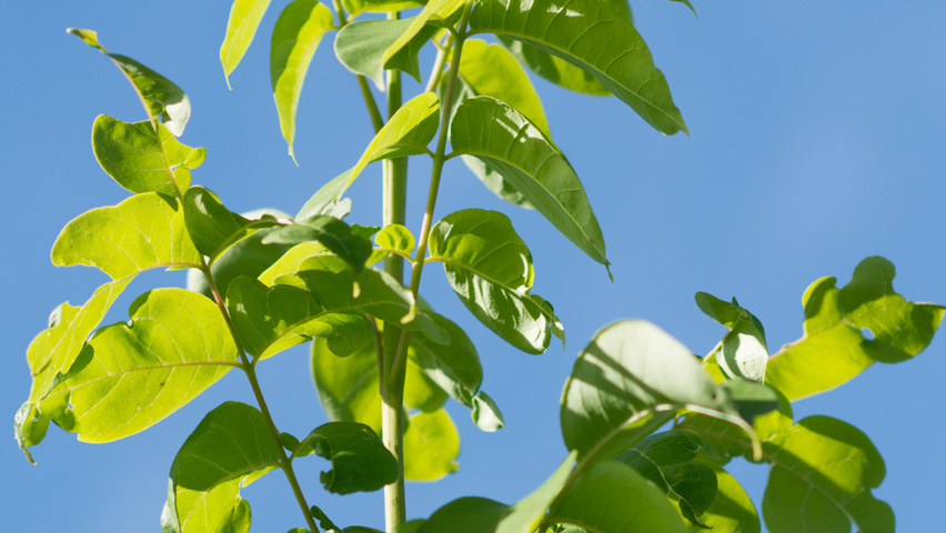 Tetradium daniellii leaves