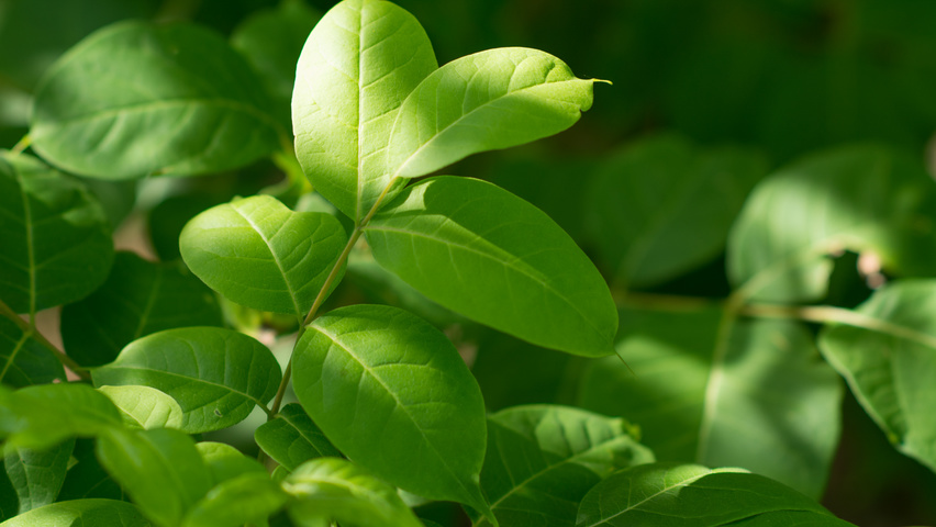 Tetradium daniellii leaves