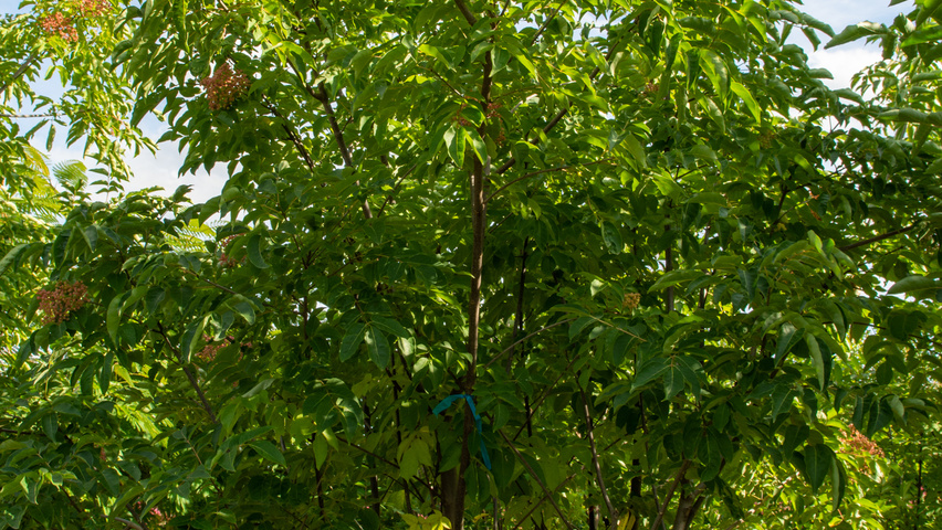 Tetradium daniellii multi-stem umbrella