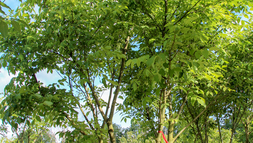 Tetradium daniellii multi-stem umbrella