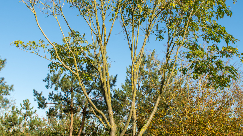 Tetradium daniellii multi-stem umbrella