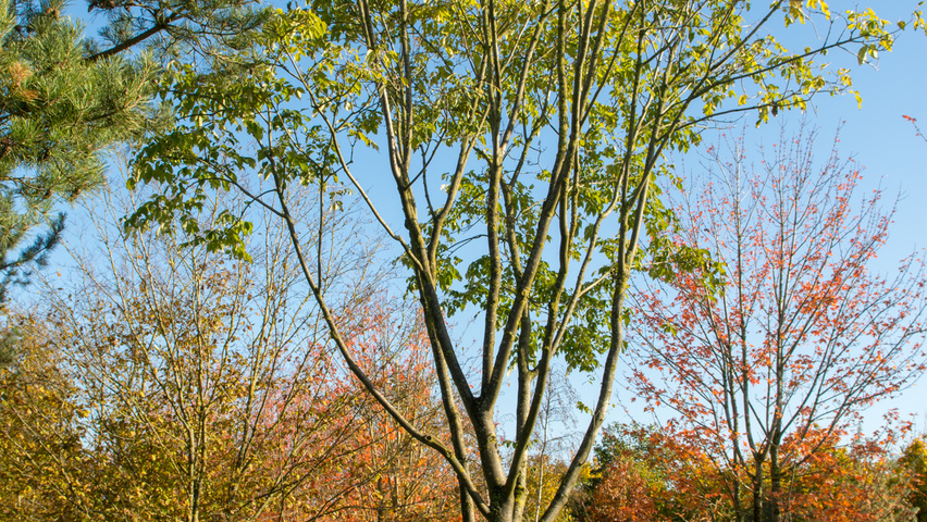 Tetradium daniellii multi-stem umbrella
