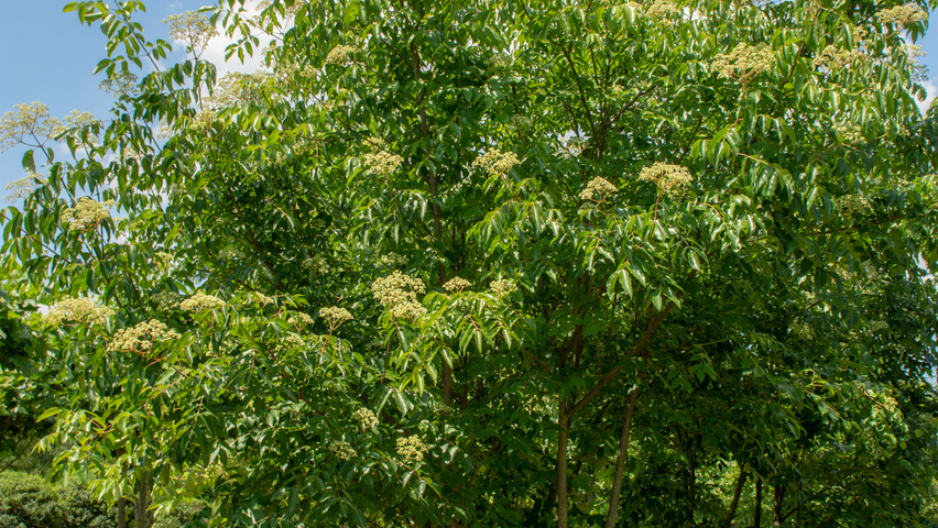 Tetradium daniellii multi-stem umbrella