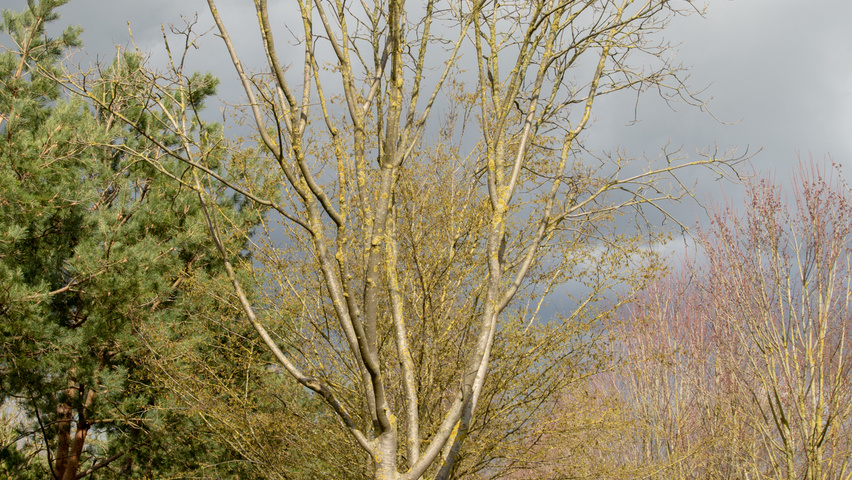 Tetradium daniellii multi-stem umbrella