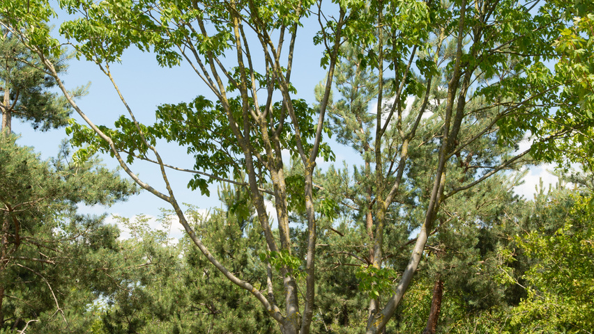 Tetradium daniellii multi-stem umbrella