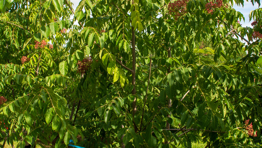 Tetradium daniellii multi-stem umbrella