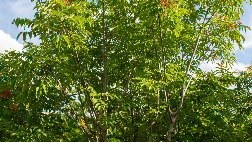 Tetradium daniellii multi-stem umbrella